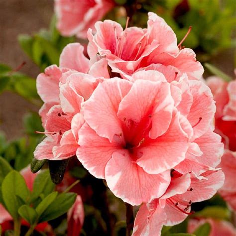 azalea home depot|where to buy azalea plants.